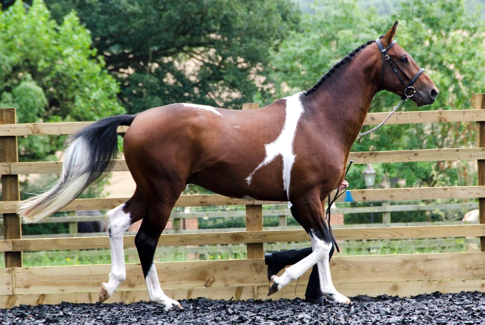 Greenfields Stud Coloured Sport Horses & Ponies.